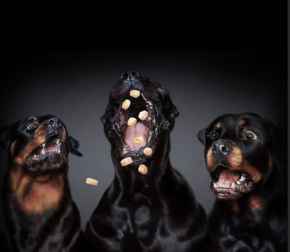 Picture for category Dog Treats